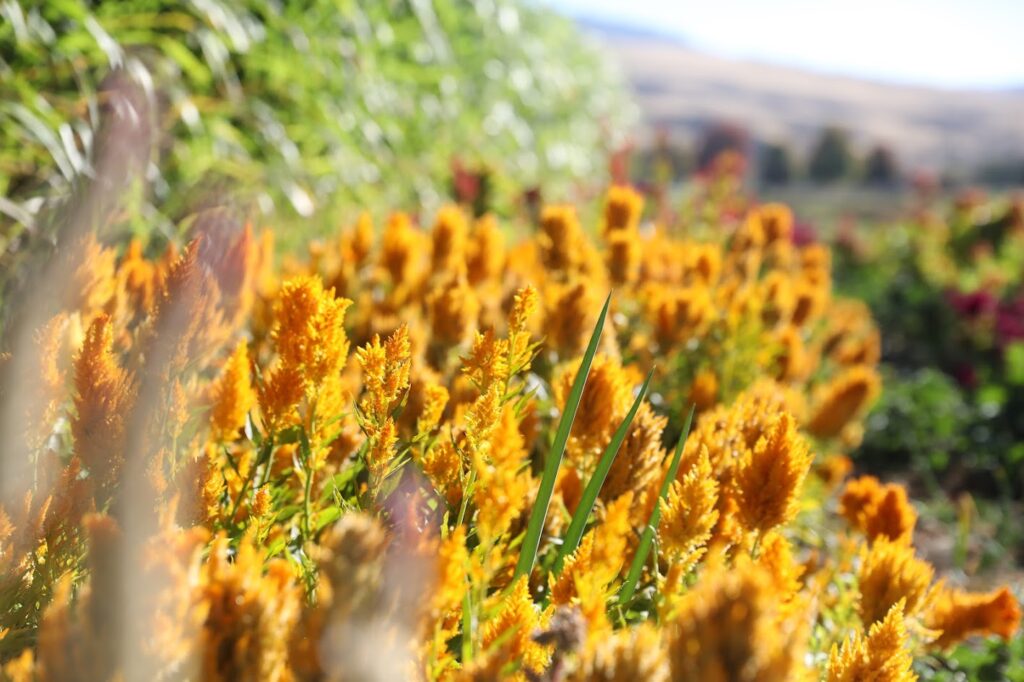 A row of golden flowers in a farmers field.