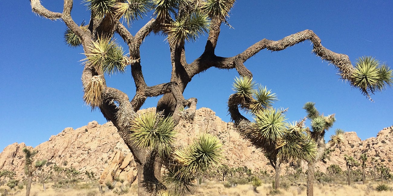 tree in the desert