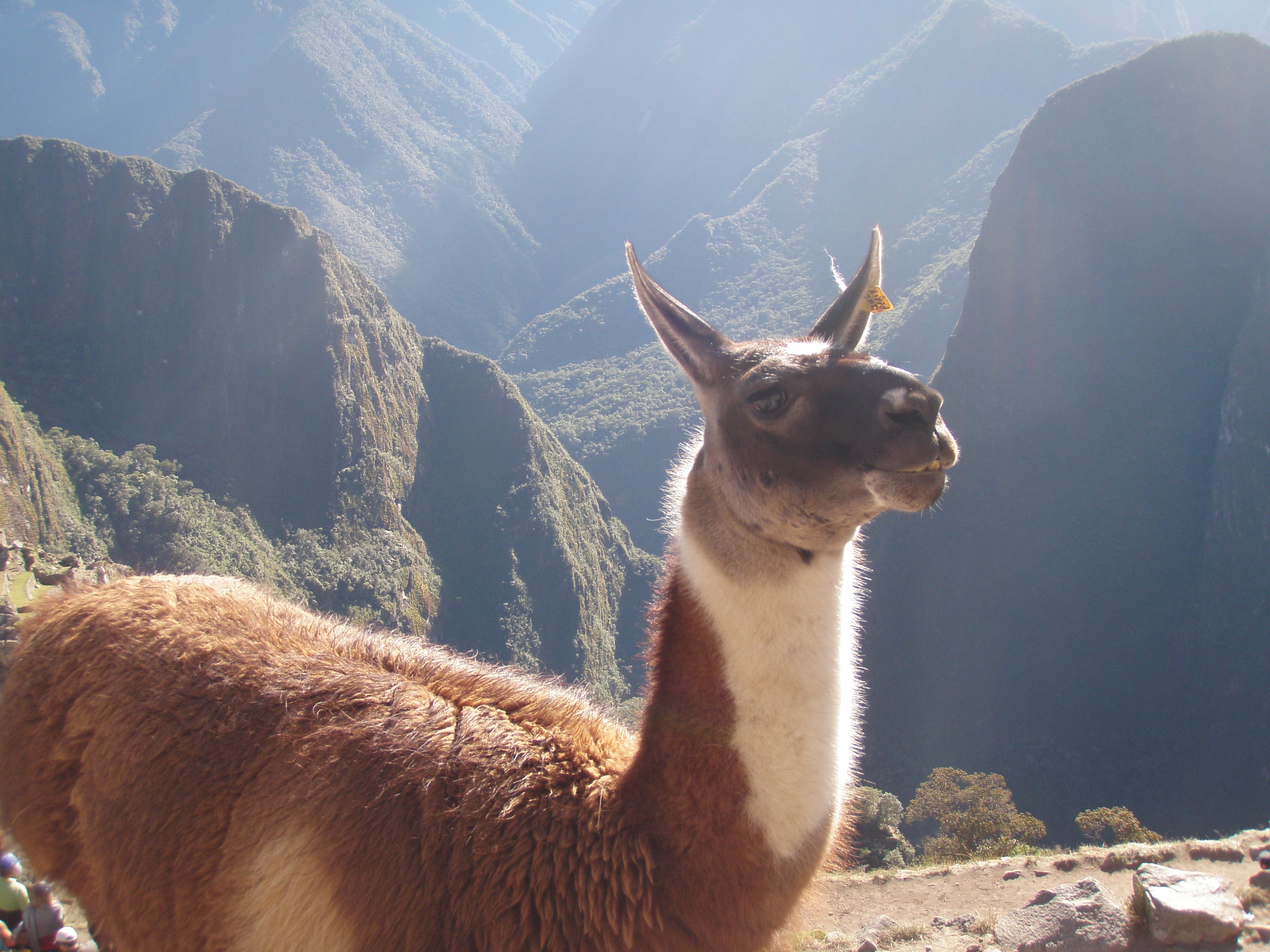 Alpaca in the mountains