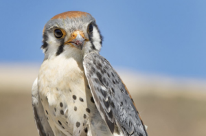 American Kestrel