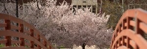 Campus scene from friendship bridge