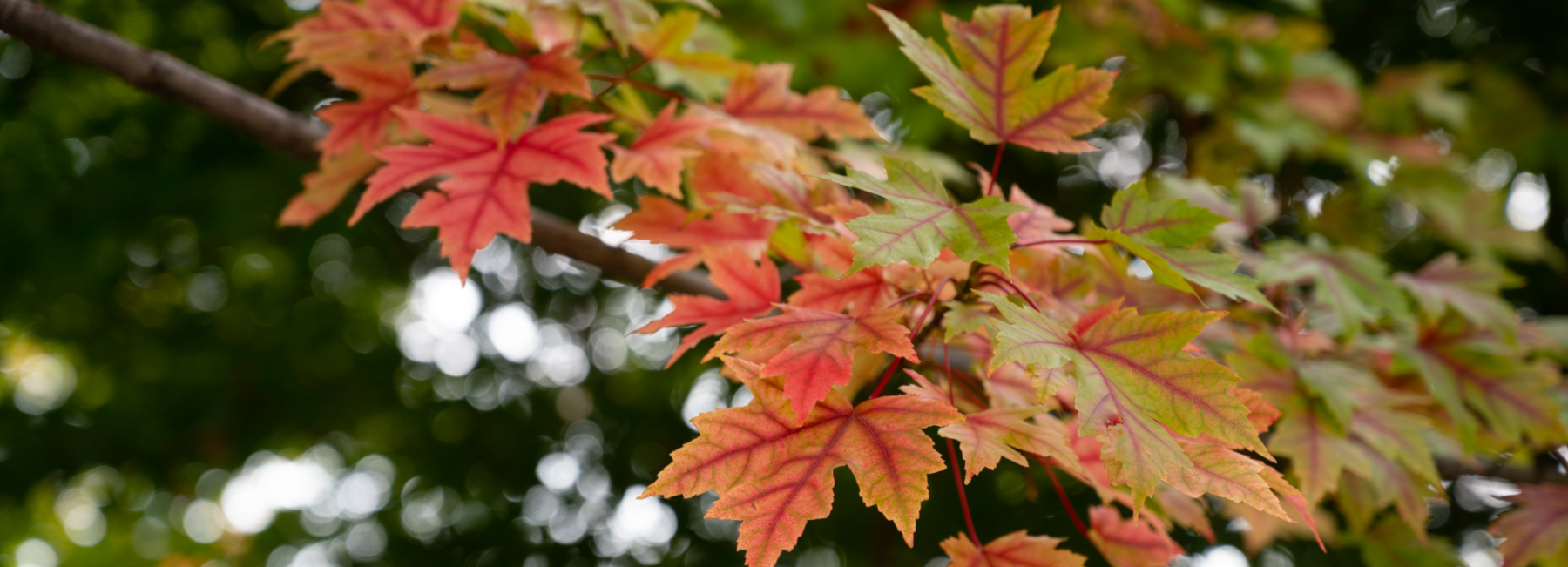 Fall leaves