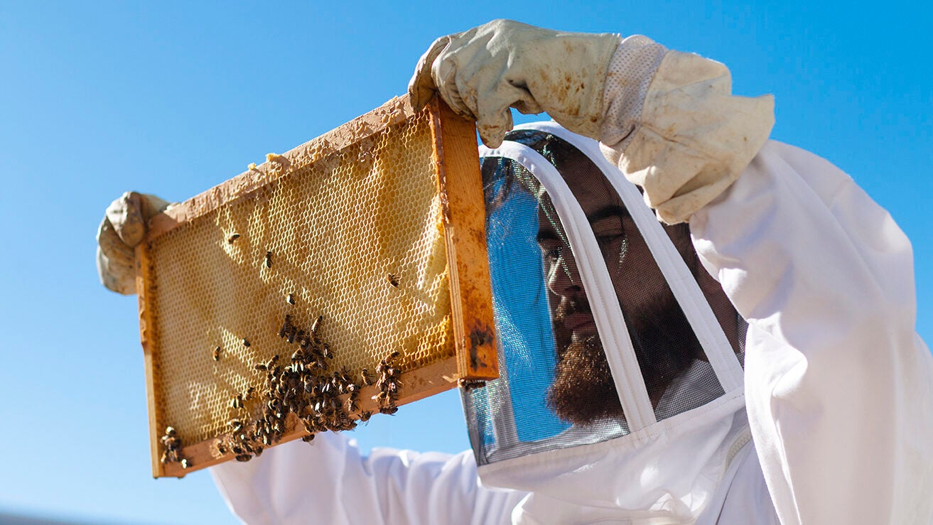 A member of the Bee Team holding a honeycomb.