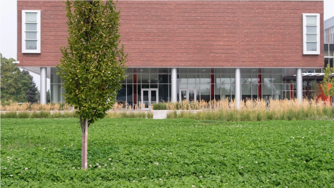 Picture of EcoTurf, a mixture of grasses, behind Micron Center for Materials Research building.