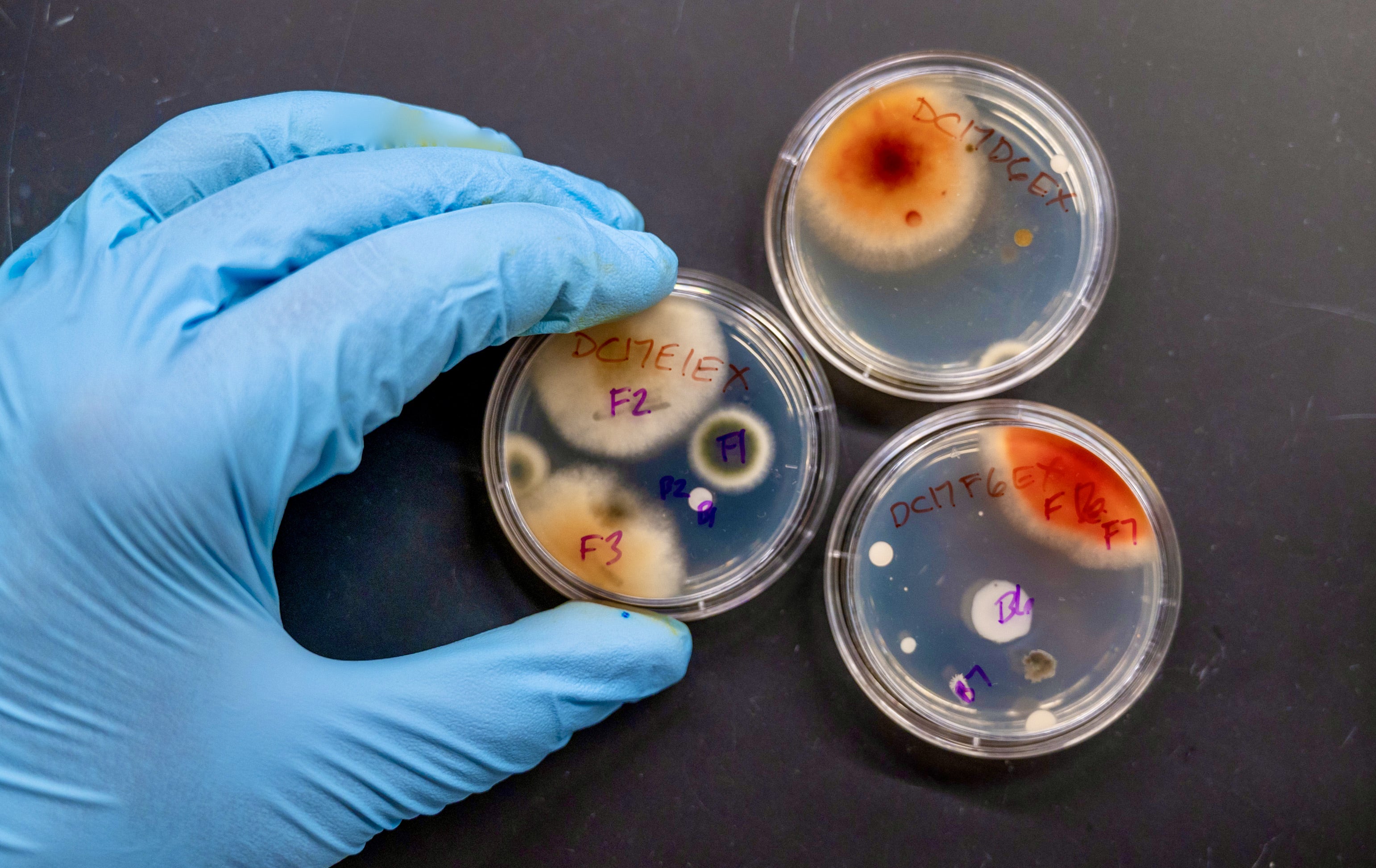 A gloved hand holds specimens in a petri dish