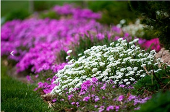 purple and white spring flowers