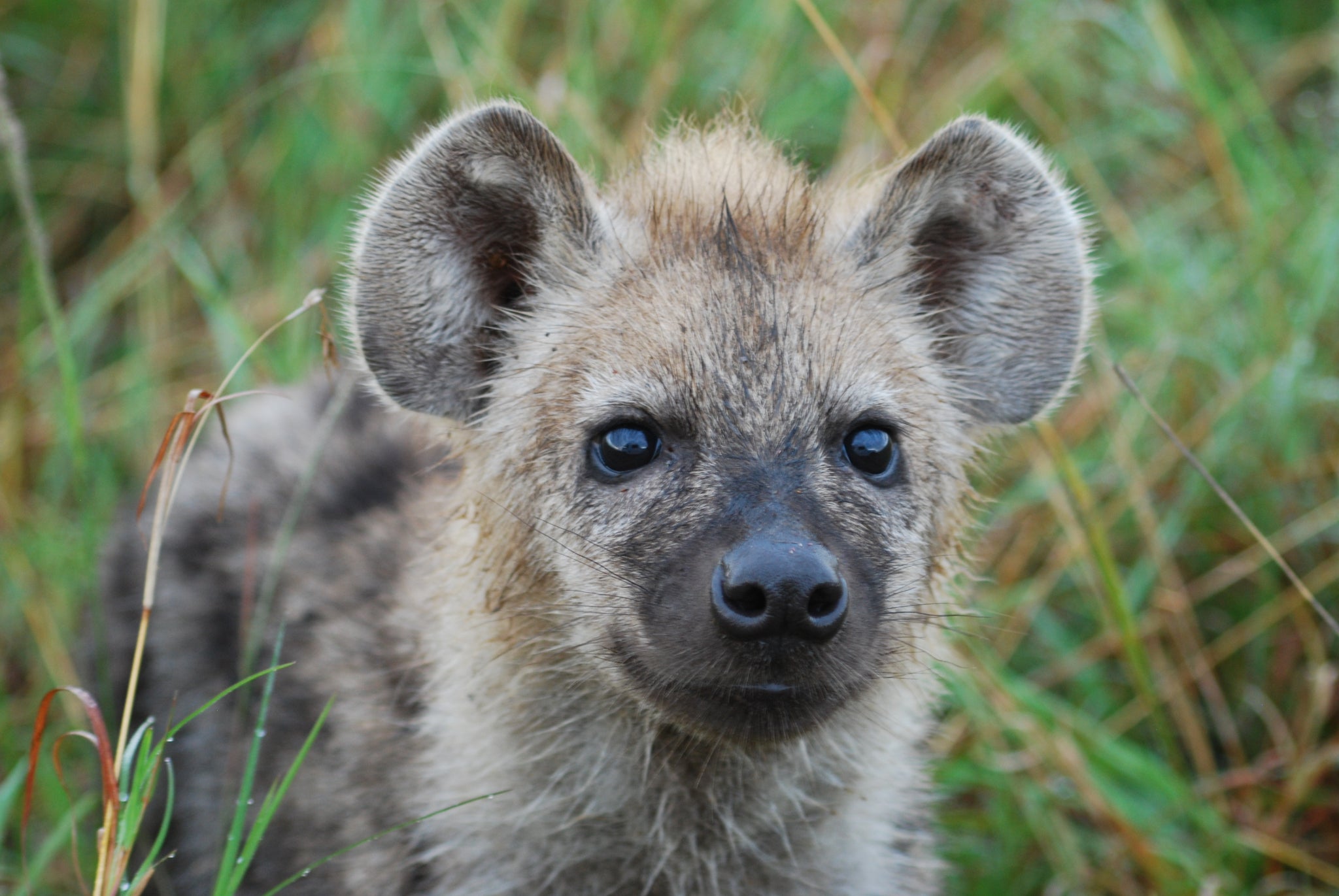 Picture of a Hyena
