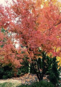 Autumn Blaze maple tree