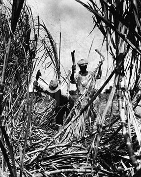 men cutting down stalks